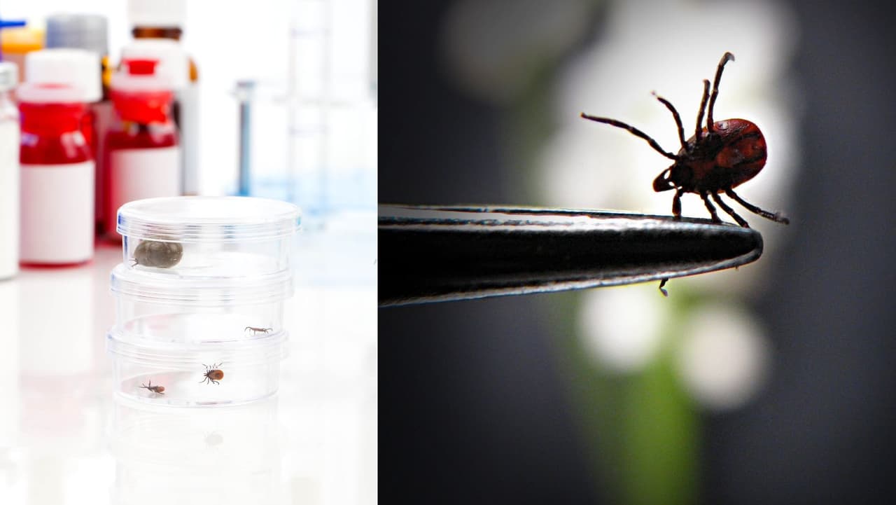 1. El virus Powassan solo puede transmitirse por la picadura de una garrapata infectada en los EE. UU., según los casos informados.
<br>