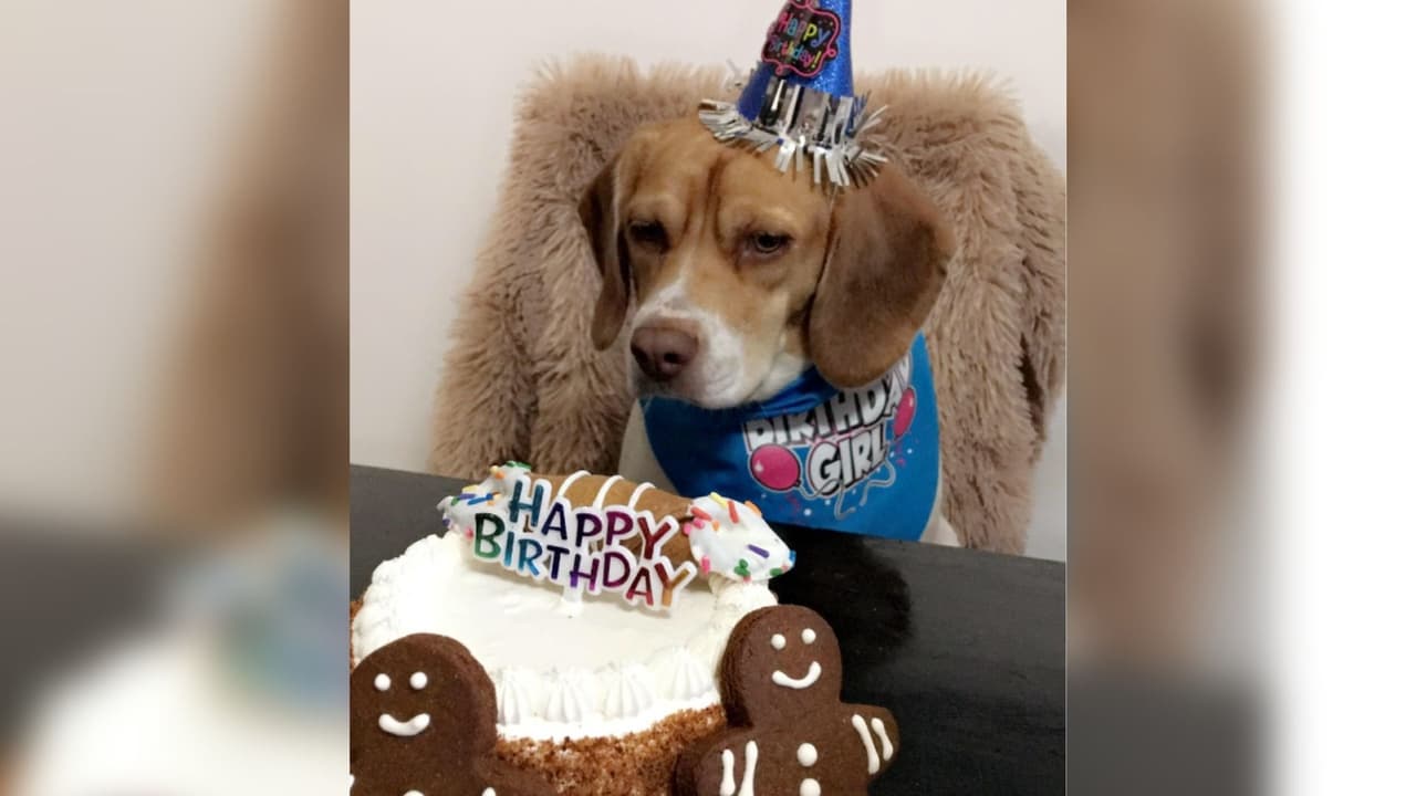 "Hoy es cumpleaños de Nani cumplio 3 años! Especialmente en este dia de National Dog Day! Es muy divertida y traviesa llena de vida!", celebró, Melly Nel.