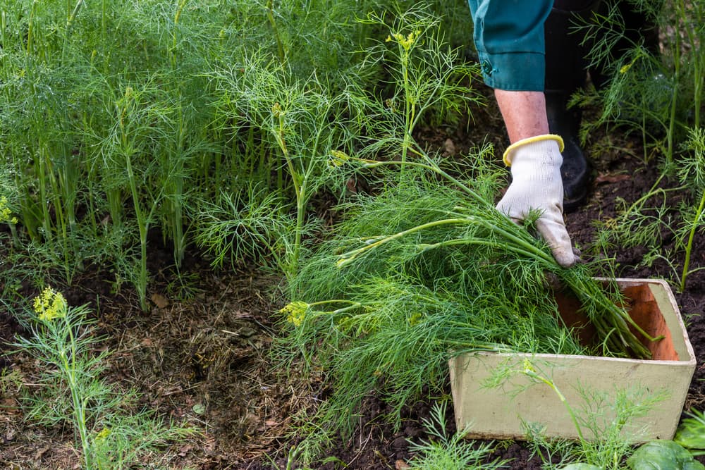 Para sanar heridas en la piel, se puede utilizar el aceite de eneldo para dar masajes sanadores o también la usan para darse un baño relajante y ayudar a disminuir los síntomas del estrés y el nerviosismo.