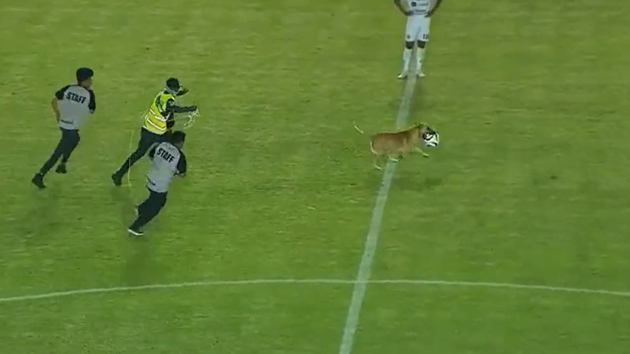 Perro regatea seguridad y se lleva el Alebrijes vs. Dorados