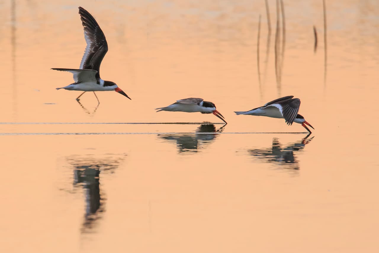 ‘Rayadores trabajando’. Tres pájaros Rayadores alimentándose al vuelo. Imagen tomada en Viera, Florida. Ganadora de la categoría ‘Vida Silvestre’.