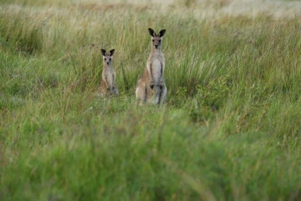 Australia suena como la perfecta opción, aunque sea para vacacionar y conocer sus bonitas atracciones, tal vez estando ahí podrás considerar cambiar tu residencia.