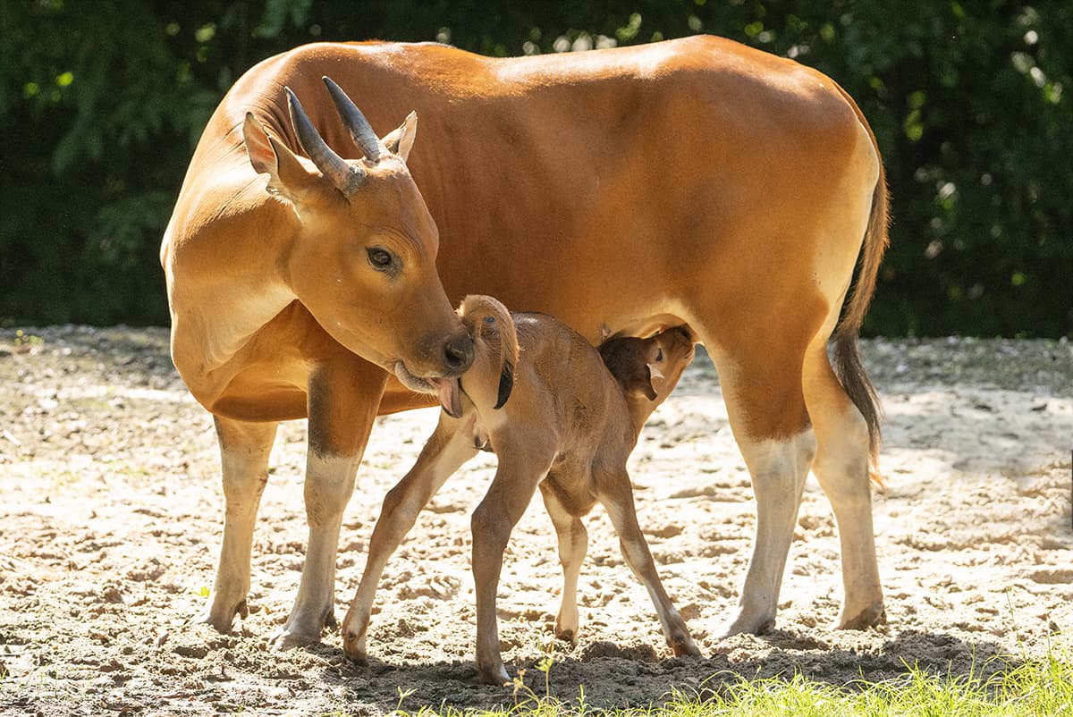 En el Zoológico de Miami nació un ejemplar de una especie en peligro de extinción

