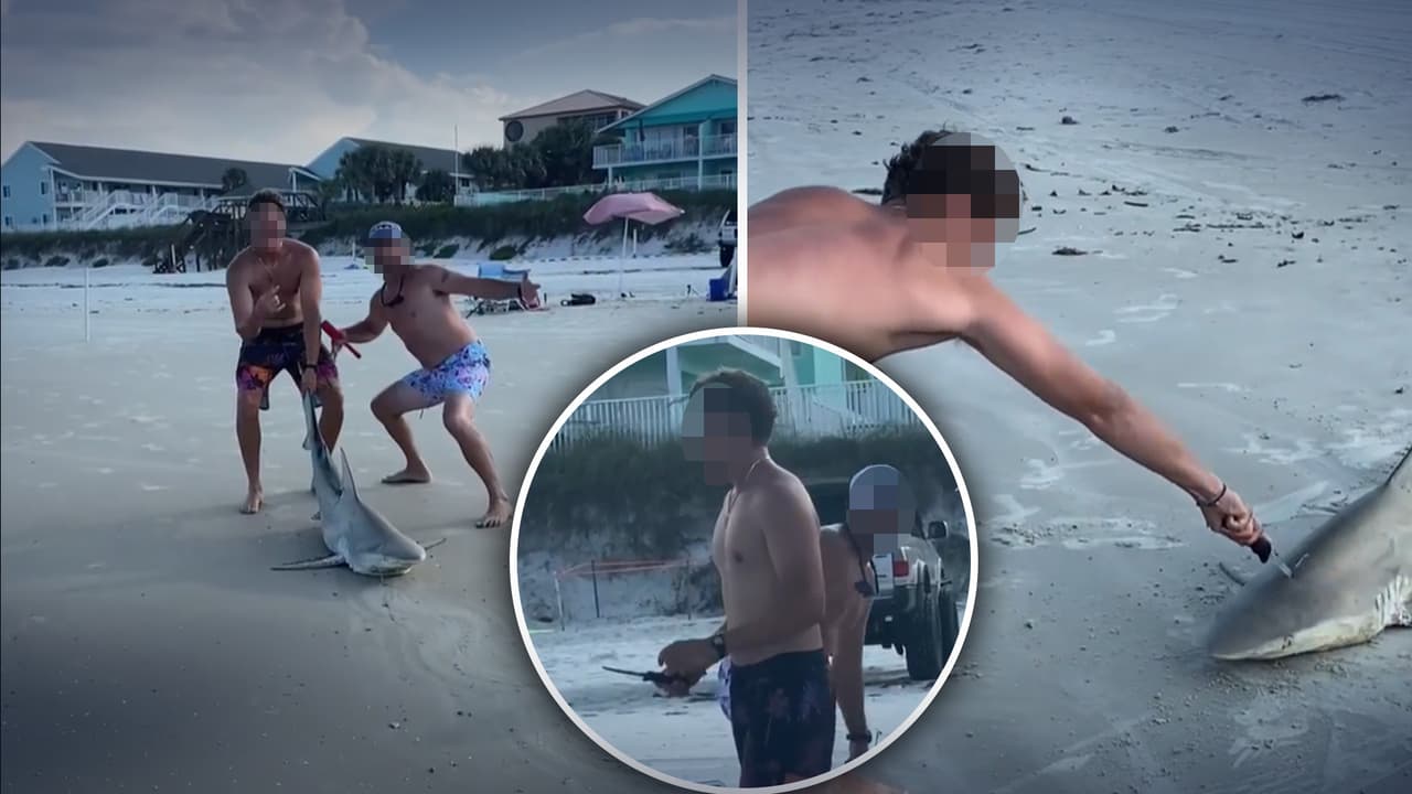 Hispana graba a dos hombres que pescan un tiburón en Florida y luego lo apuñalan