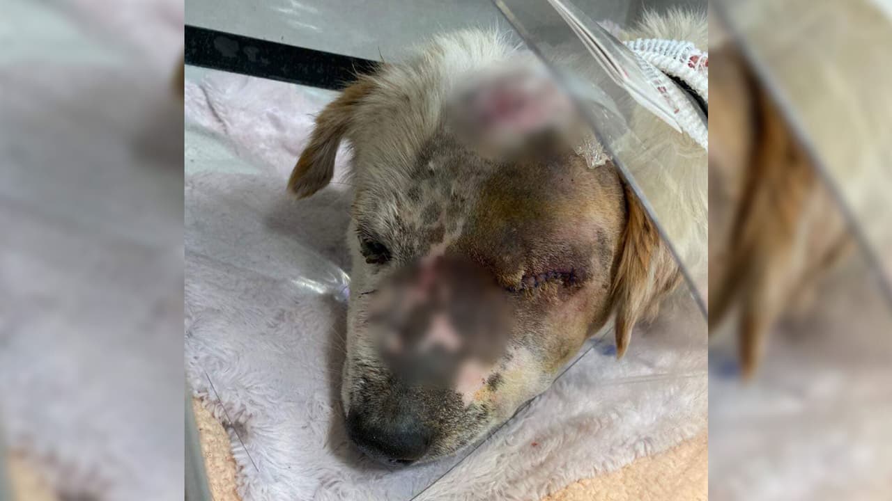 Se cree que al perrito al cual llamaron Joey, le dispararon o al menos 
<a href="https://www.univision.com/local/houston-kxln/spca-rescate-maltrato-animal-video-houston-fotos-1">lo golpearon</a> y lo dieron por muerto junto con los otros animales.
