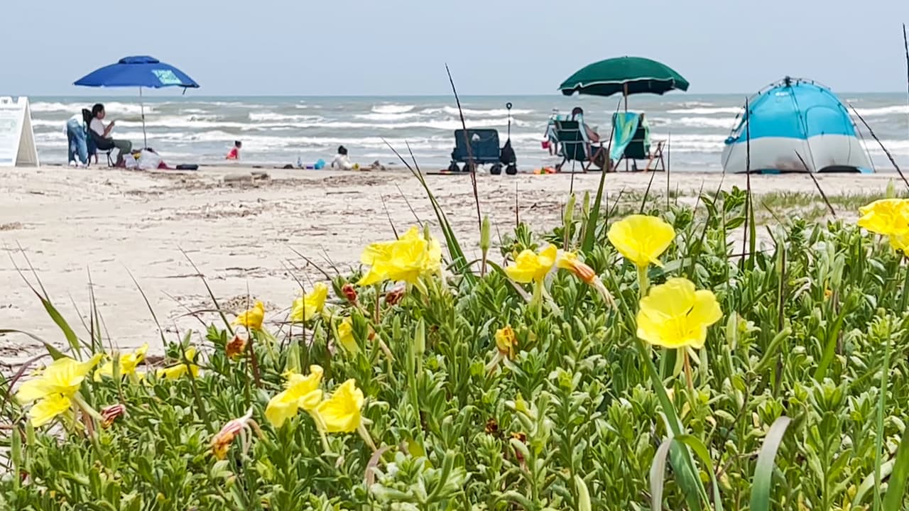 Los visitantes pueden traer sus propias sombrillas y carpas, pero también tienen la posibilidad de rentarlos en el sitio.