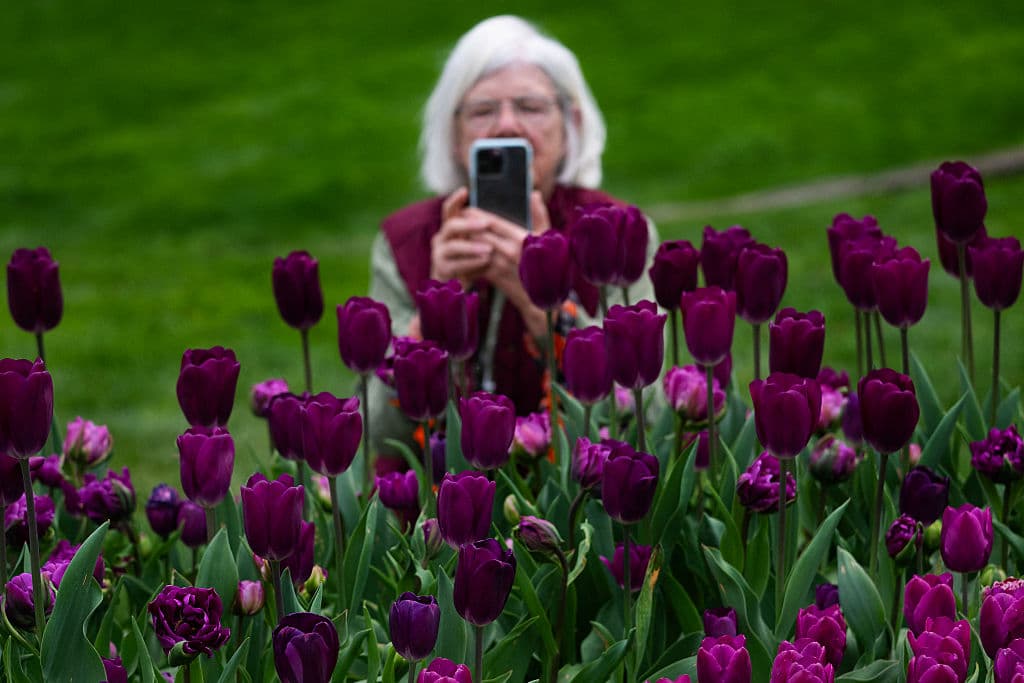 Desde el 5 de abril hasta el 3 de mayo, celebrando la llegada de la primavera, las personas que visiten 
<b><a href="https://www.univision.com/local/philadelphia-wuvp/llega-primavera-disfrutarla-maximo-filadelfia-fotos" target="_blank">Longwood Gardens</a></b>, en Pensilvania, pueden disfrutar de hasta 
<b>250,000 tulipanes</b>, en diversos colores.