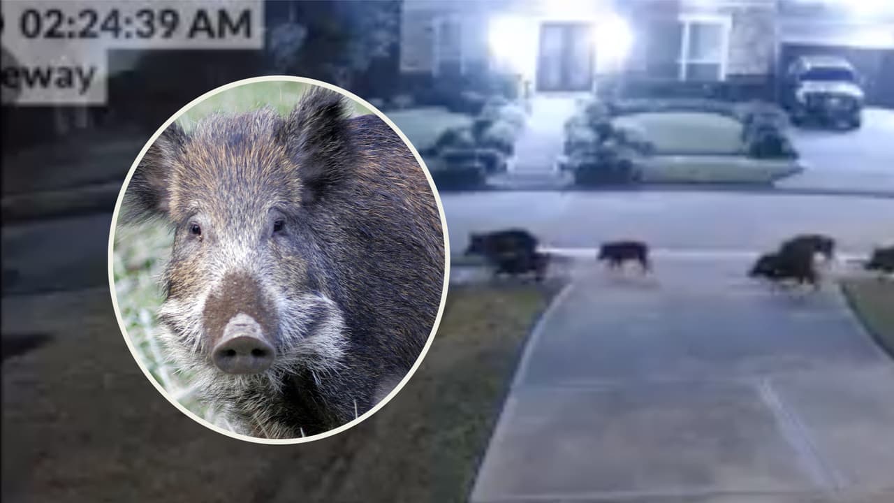 Se viraliza video de decenas de cerdos salvajes paseando por las calles de Texas