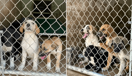 Rescatan 19 cachorros en Austin: sus madres fueron dejadas afuera y murieron por el calor