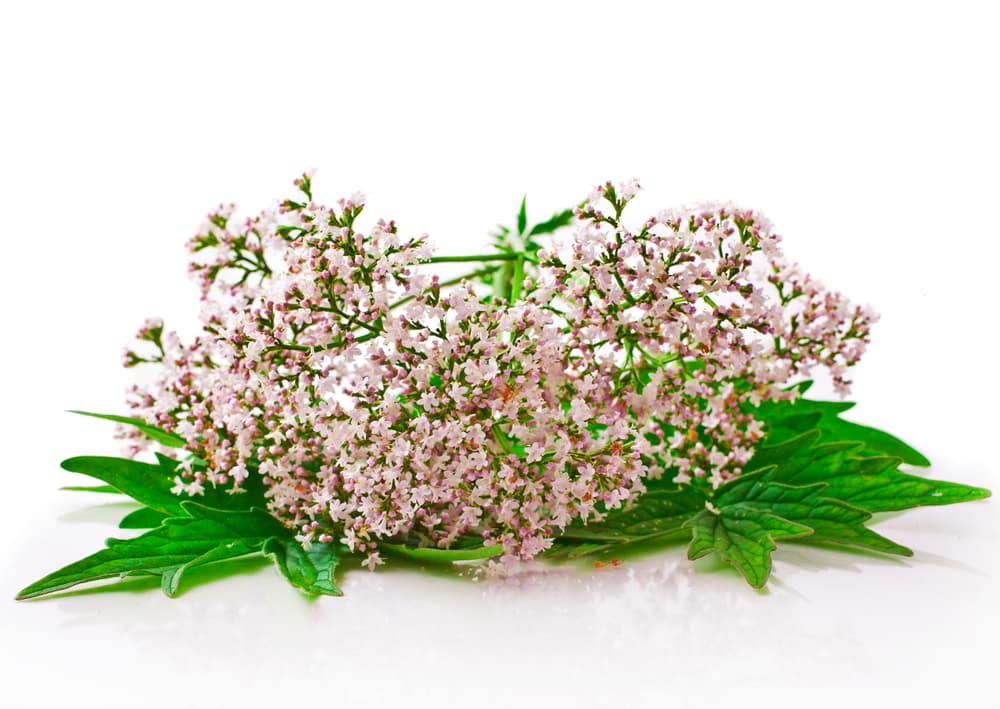 La raiz es aromática, especialmente cuando está fresca y lo curioso es que al secarse despide un olor fétido que atrae de una manera muy extraña a los gatos. De ahí que también se le conozca a la valeriana como la 'hierba de los gatos' en algunas partes.