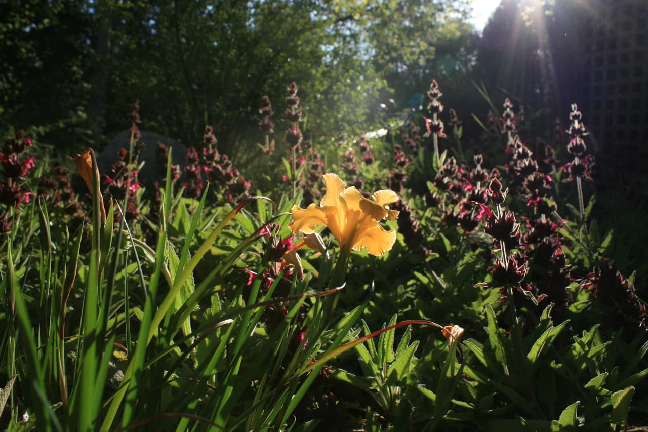<b>Rancho Santa Ana Botanic Garden: </b>El Jardín Botánico Rancho Santa Ana de 86 acres está situado en una elevación de 1,350 pies en el llano entre las montañas de Claremont y de San Gabriel. Contiene unas 70,000 plantas nativas de California.