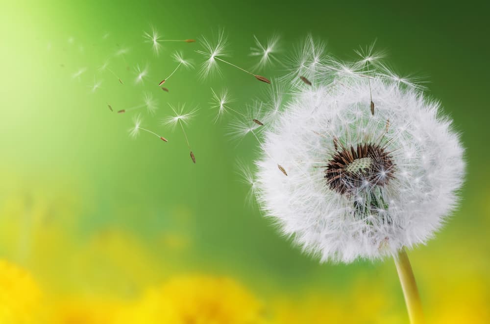 Además, es capaz de informar sobre el futuro amoroso: si se encontrará una pareja, cuánto durará el amor, si se van a tener hijos y cuántos, etc. Esto se hace soplando el diente de león y viendo cuántas hojas se quedan intactas.