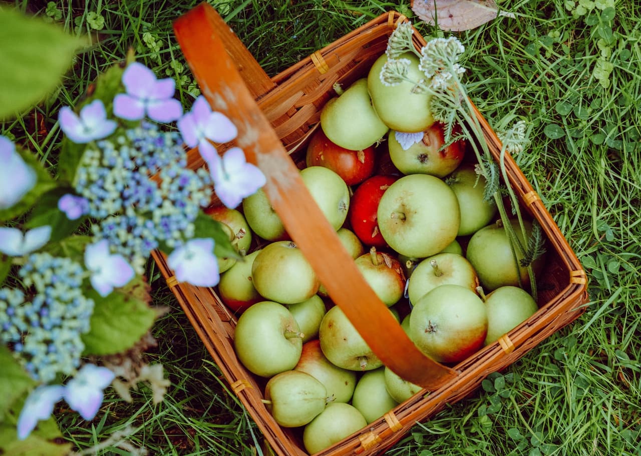 Ir a una granja de manzanas, no hay nada mejor como las manzanas frescas del huerto, recogidas directamente del árbol durante su temporada de cosecha. La mayoría de las granjas de manzanas en Illinois abren en agosto y cierran en la temporada de Halloween.
