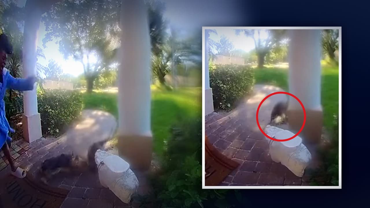 Mapache persigue a una mujer y su perro hasta su casa en Miami