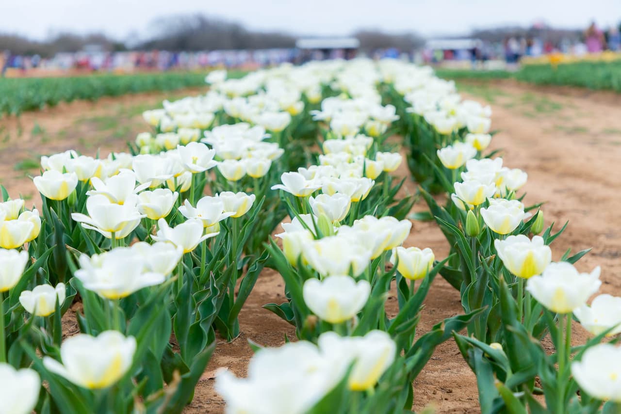 Un lugar al aire libre al que puedes acudir con tu familia.