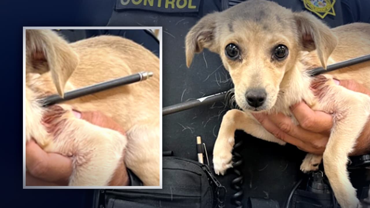 “Es repugnante que alguien le haya disparado deliberadamente”: Hieren a perrita de 4 meses con flecha