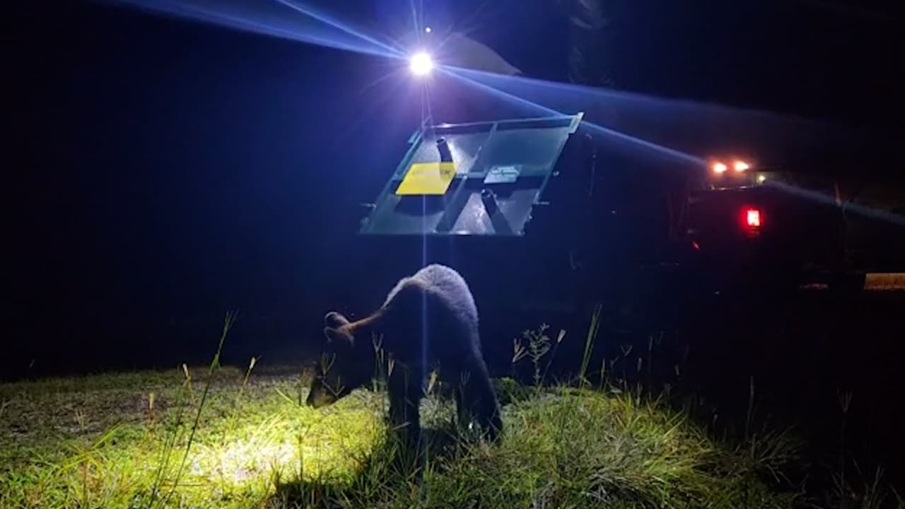 Así fue la liberación del oso visto en Magic Kingdom en un bosque de Florida