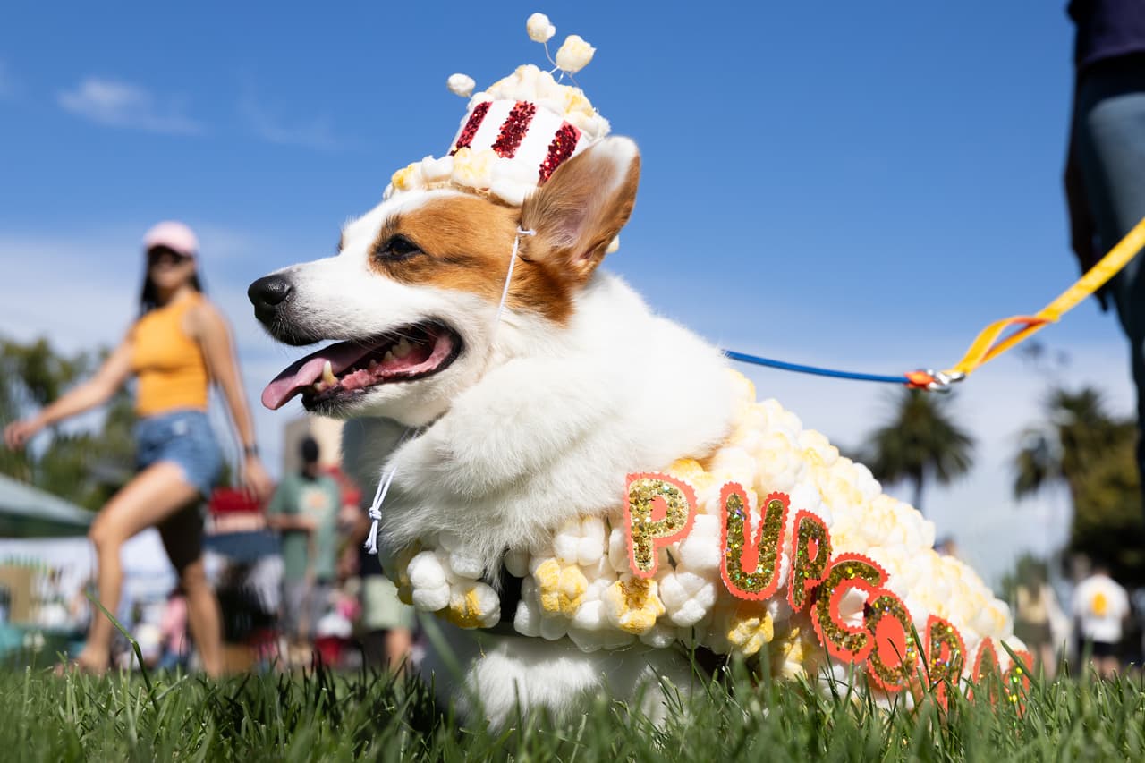Corona de maíz y porte de la realeza: Ealy luce majestuoso con su disfraz de palomitas en el concurso de disfraces de Corgi Con.