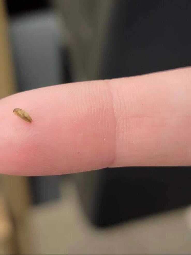 La División de Recursos de Vida Silvestre del Departamento de Recursos Naturales de Georgia, junto a otras agencias federales de EEUU, advierten a las personas a desechar de manera segura los mejillones cebra recién hallados en el estado.