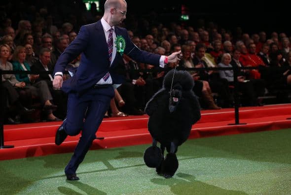 El Crufts Dog Show es concurso de habilidad más antiguo e importante en el mundo de los perros y tenemos las fotos más lindas. Mira a estos ganadores.
