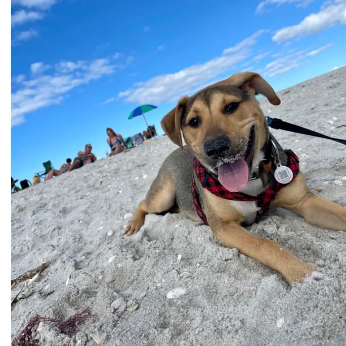 "Es un mixto de German Shepherd que fue adoptado de servicios de animales en el Doral en Febrero 8, ahora tiene 9 meses. Esta foto fue tomada en Bowman’s Beach, en la isla de Sanibel, en Febrero 27 y fue su primera vez visitando una playa", nos cuenta Annette Alfonso.