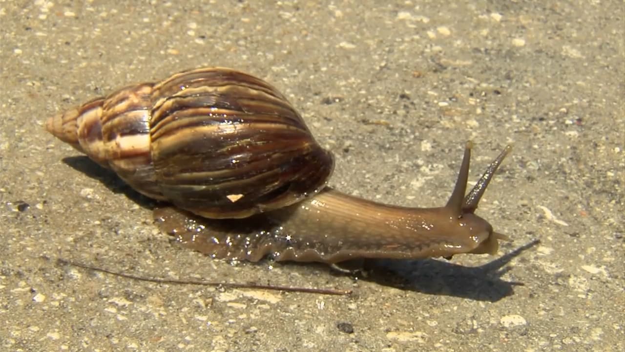 Alerta en el condado de Pasco por aparición del caracol gigante africano   