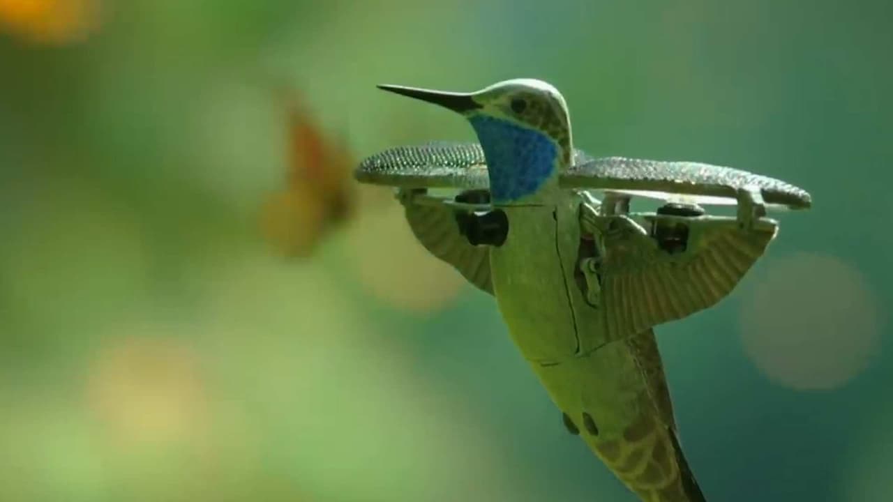 Crean dron en forma de colibrí, el pequeño espía capta a medio millón de mariposas monarcas