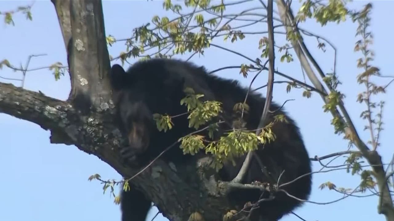 Insólito descanso: Oso elige árbol de zona residencial para 'tomar un break'; mira las imágenes del rescate en EEUU