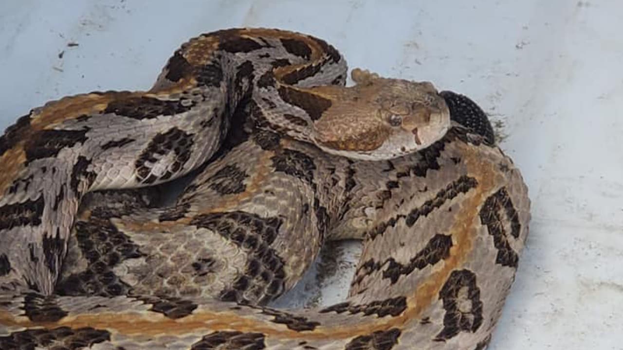 Oficial responde a llamado y encuentra a niños alrededor de serpiente venenosa
