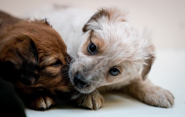 Informe de los CDC: vinculan enfermedades infecciosas a contacto con cachorros 