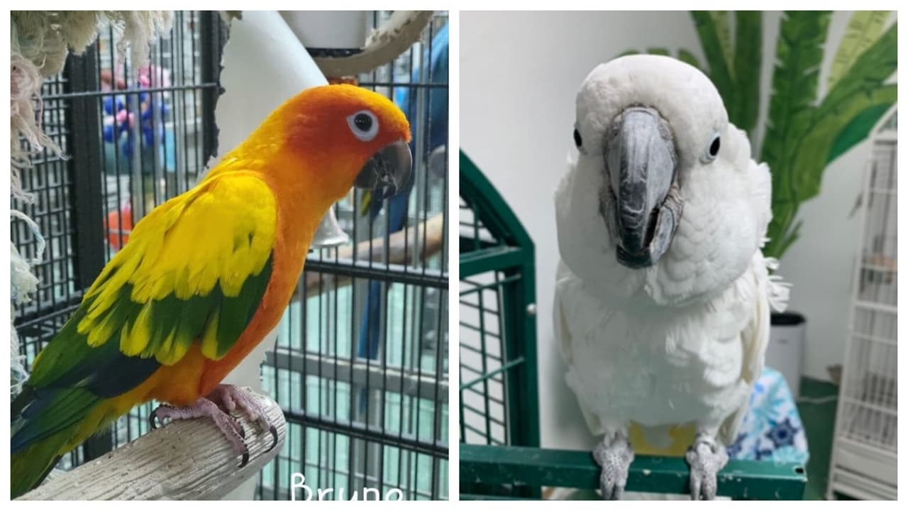 El centro de rescate 'Parrot Outreach Society' informó que decenas de loros y cacatúas exóticas fueron robadas de su sede, en Punta Gorda, Florida.