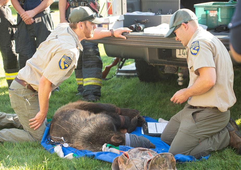 Oso que deambulaba por el campus de UC Davis tranquilizado y removido