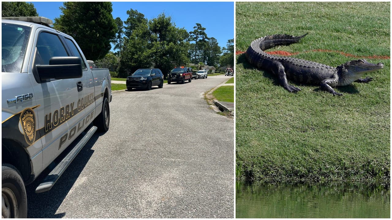 Caimán atrapa a un hombre y se lo lleva a un estanque donde lo mata en el área de Myrtle Beach