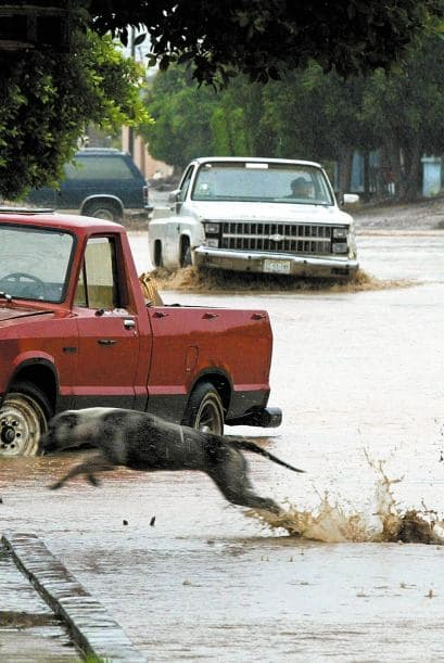 México no es el único país que piensa en el castigo por maltrato y abandono de animales. Los menores de edad que cometan delitos cuidarán a perros abandonados en Madrid, España.