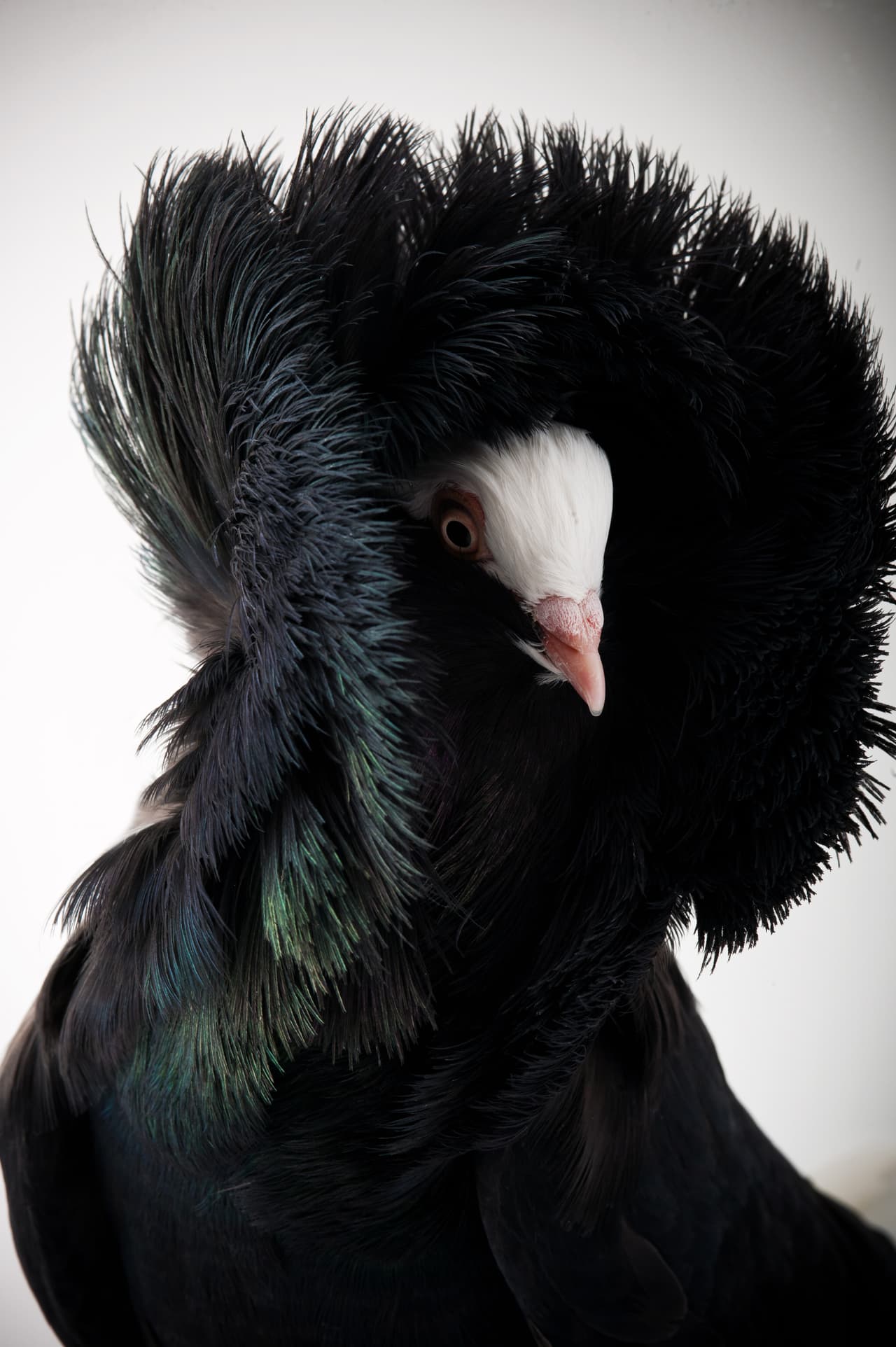 No necesitan un accesorio extra, ¡con sus elegantes plumas basta!