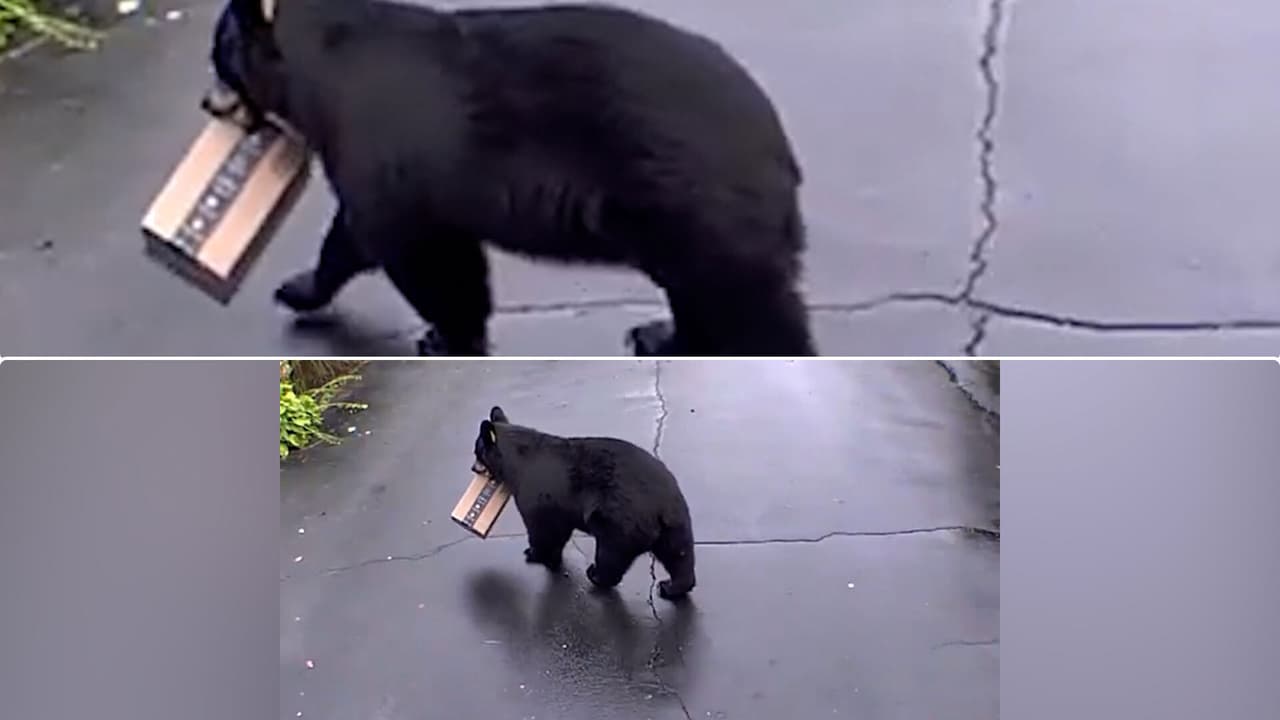 Oso 'ladrón' de paquetes provoca una divertida anécdota en Connecticut