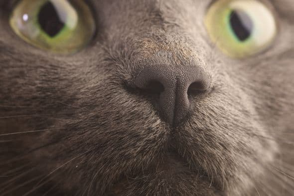 Aparece en la literatura por lo menos desde el siglo XIV. También se destaca por sus ojos, de un color verde esmeralda.