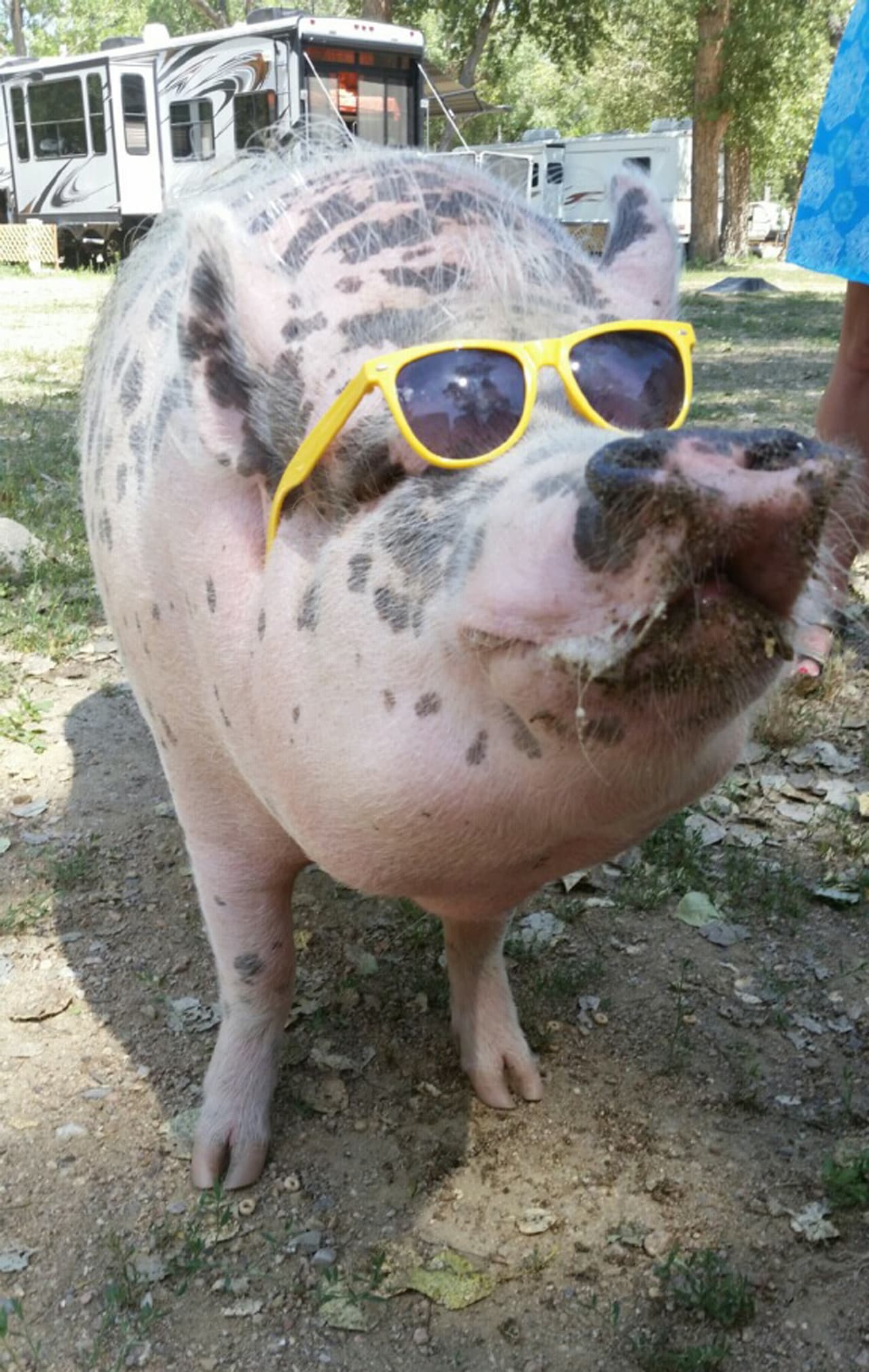 Mira cuánto estilo puede llegar a tener un cerdo como Ziggy.