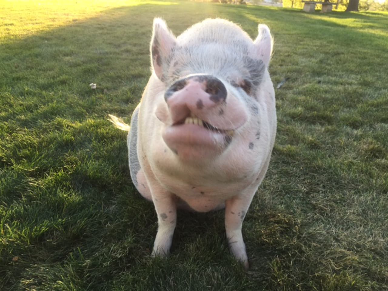 ¡Por eso fue una enorme sorpresa, literalmente, cuando Ziggy creció más allá!