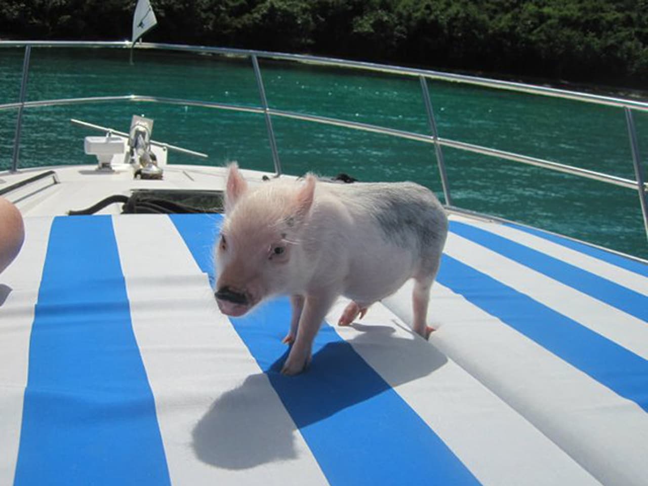 ¡Awwww! ¡Nos parece haber visto un lindo puerquito!