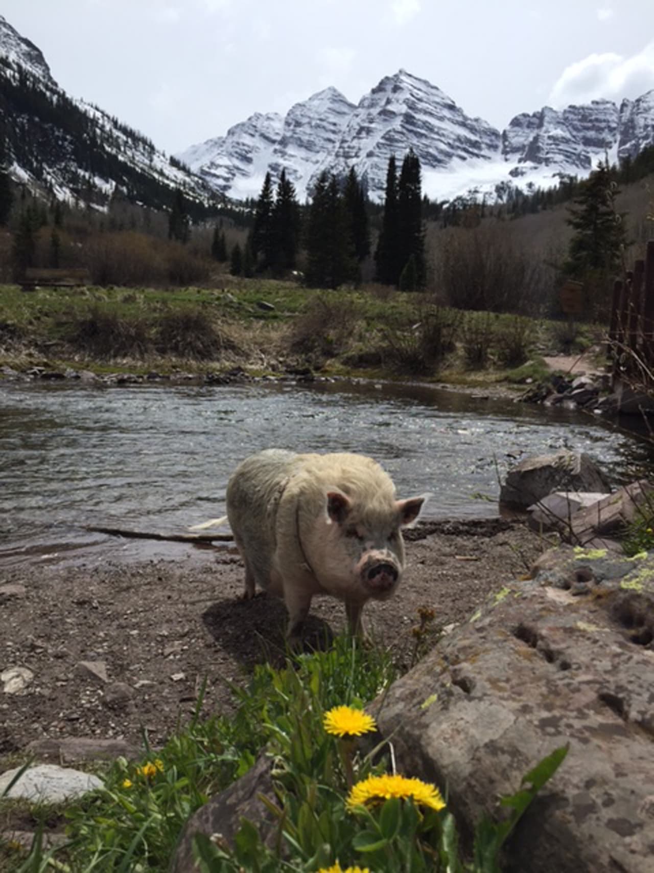 Este puerquito lleva una vida de rey.