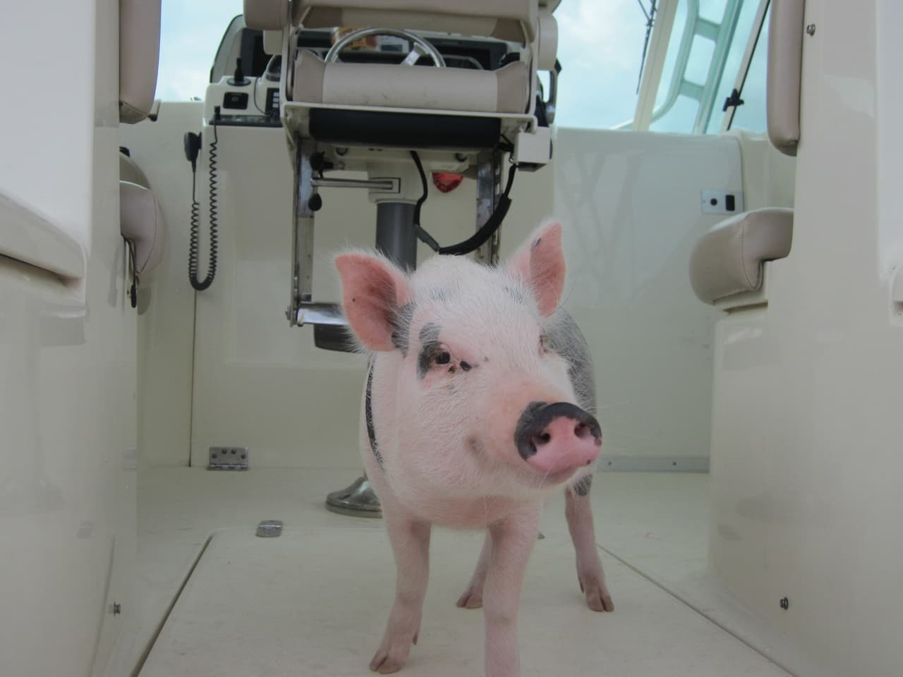 La mujer de 29 años y el hombre de 32 pensaron en alguna manera de llevarse a su no tan común animal.