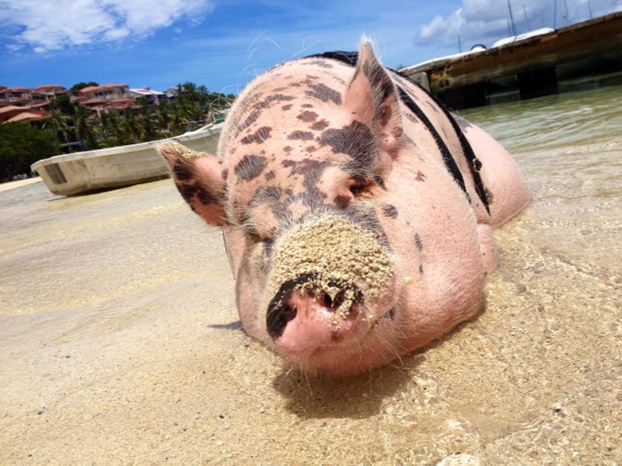 Así fue como empacaron y se fueron de las Islas Vírgenes a Sarasota, Florida.