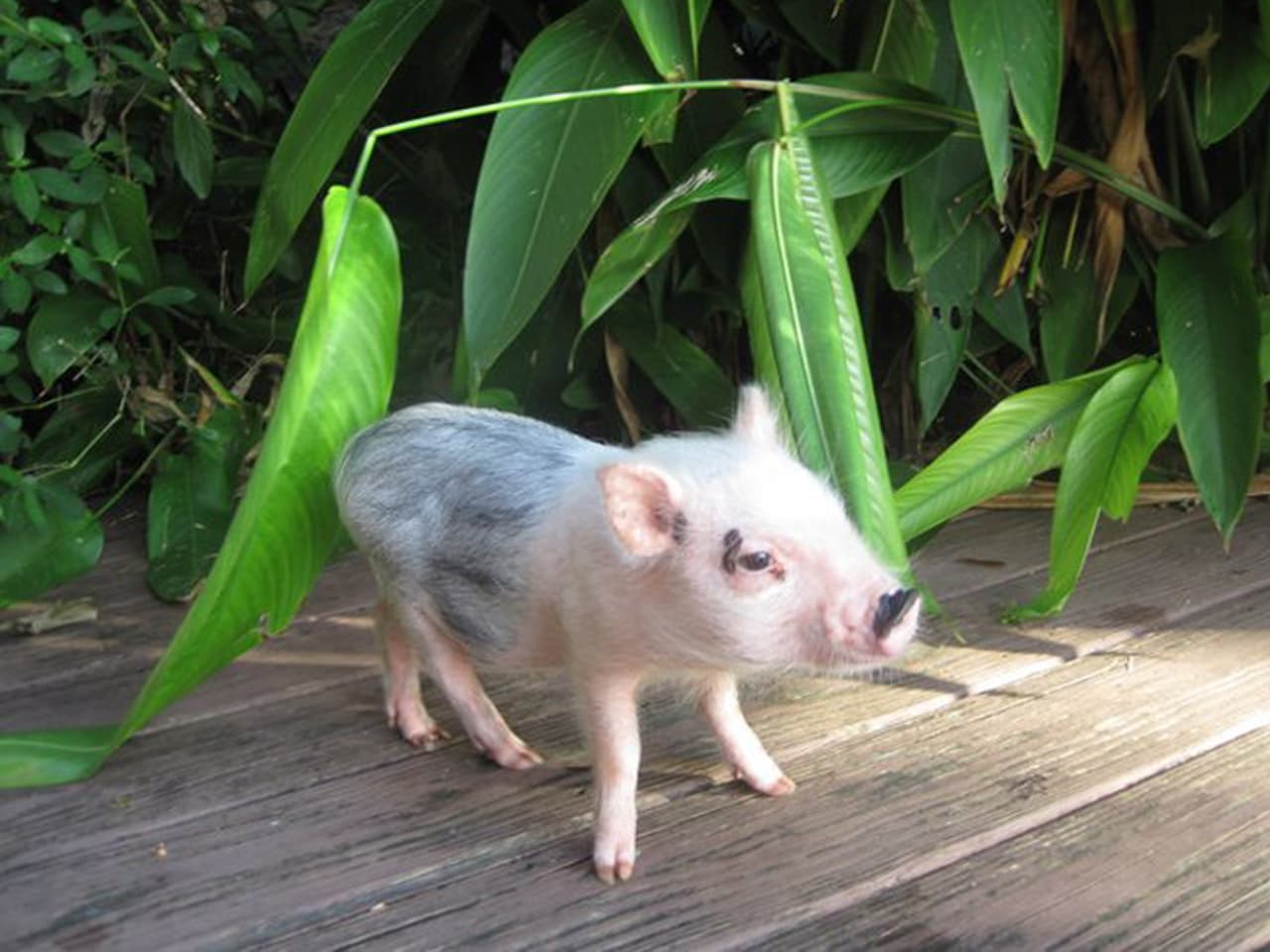 Desde muy pequeño ha sido consentido. ¡Qué suerte que tiene a esta pareja cuidándolo!