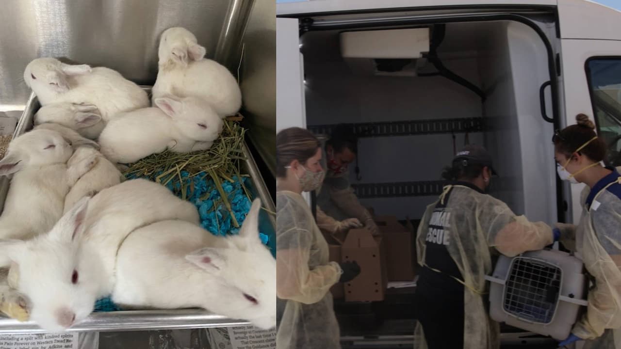 La Sociedad Protectora de Animales de Arizona (AHS, por sus siglas en inglés) junto con el Departamento de Policía de Gilbert acudieron a un caso de crueldad animal, cerca del área de Warner y Gilbert Roads, que involucró a 227 conejos que vivían en “condiciones horribles”. 
<br>