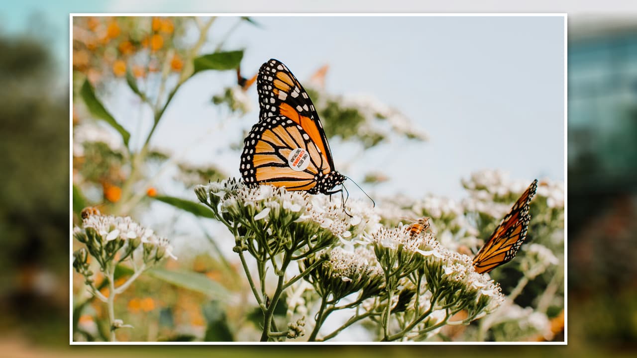 <b>Texas Discovery Gardens: </b>Con un increíble 
<b>mariposario e insectario de dos pisos</b>, y “la casa de las serpientes”, este lugar rodeado de jardines ofrece una experiencia para que 
<b>los niños aprendan sobre la naturaleza</b>. 
<br>📆 Abierto de miércoles a domingo, de 10 de la mañana a 5 de la tarde. 
<br>💰 El precio de las entradas empieza en $5 para niños entre los 3 y 11 años, y $10 para los adultos. Los pequeños menores de 3 años no pagan entrada, y las personas mayores de 60 años solo pagan $8. 
<br>📍 3601 Martin Luther King Jr. Blvd