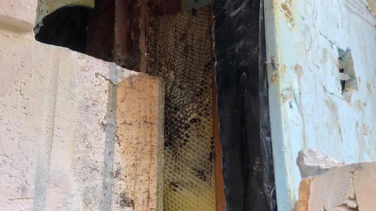 El experto en abejas dice que se empieza a poner negro después de tres años, por el tamaño estiman que tiene mínimo cinco años.