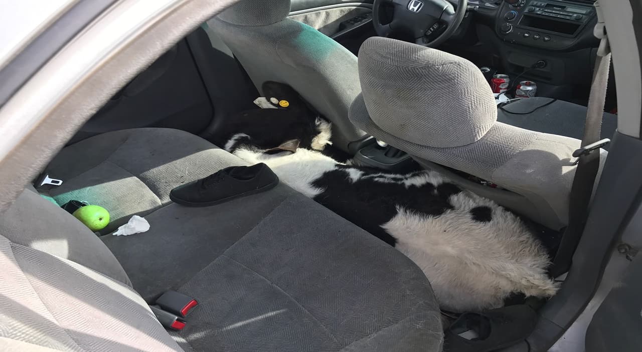 La Patrulla de Caminos de California rescata dos vacas del interior de un carro