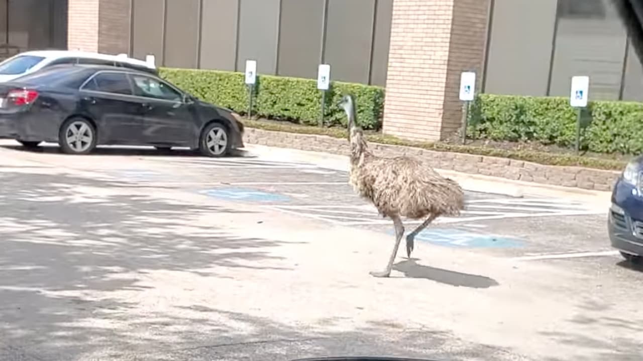 El ave sigue su camino sin inmutarse y es hasta que siente la proximidad de los vehículos que comienza a correr.