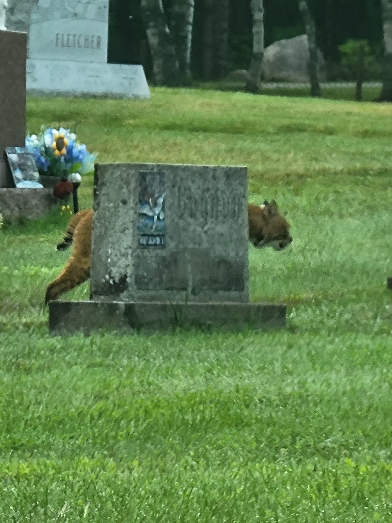 En fotos, gato montés es captado paseando por cementerio al norte de Nueva York